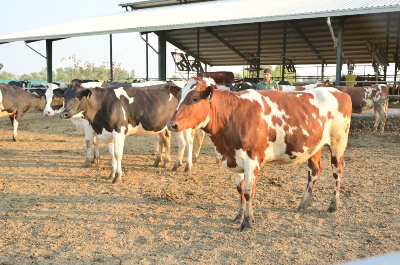 Pregnant dairy heifers